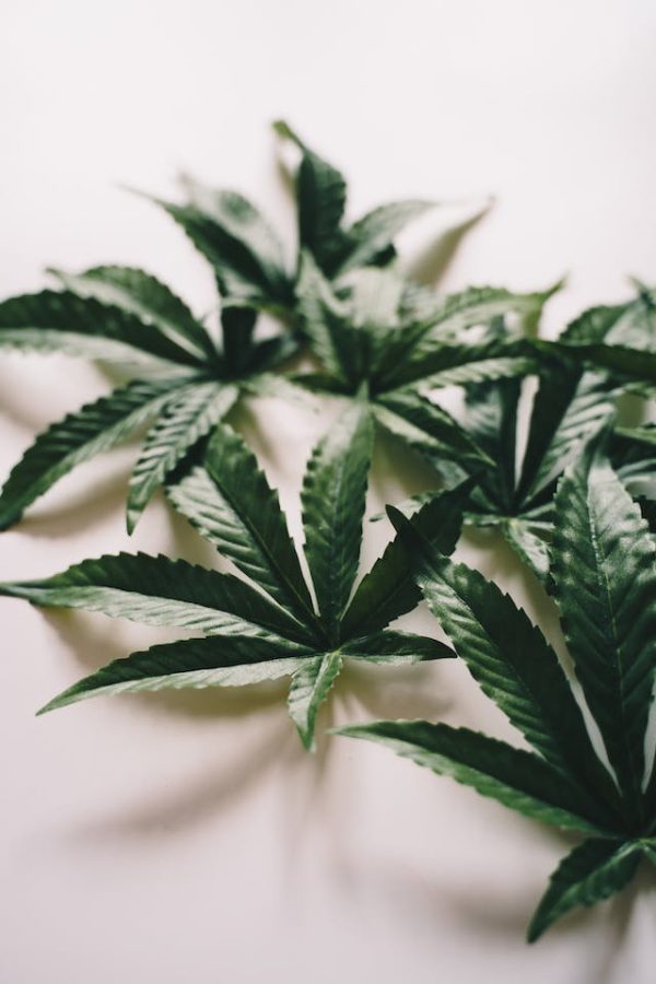 CBD pour les Athlètes : Une Solution Naturelle pour Optimiser les Performances et la Récupération