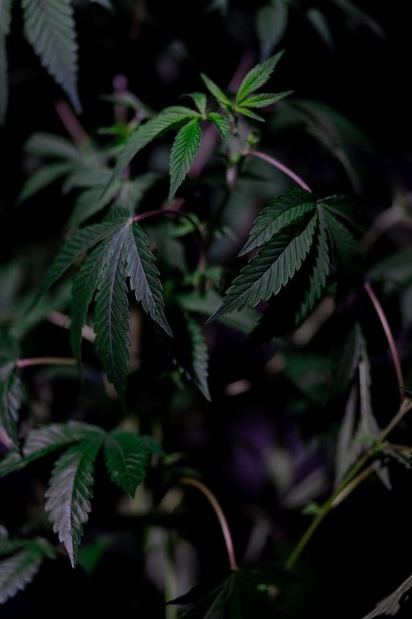 Cannabis et Cuisine: Une Nouvelle Façon de Découvrir la Cuisine